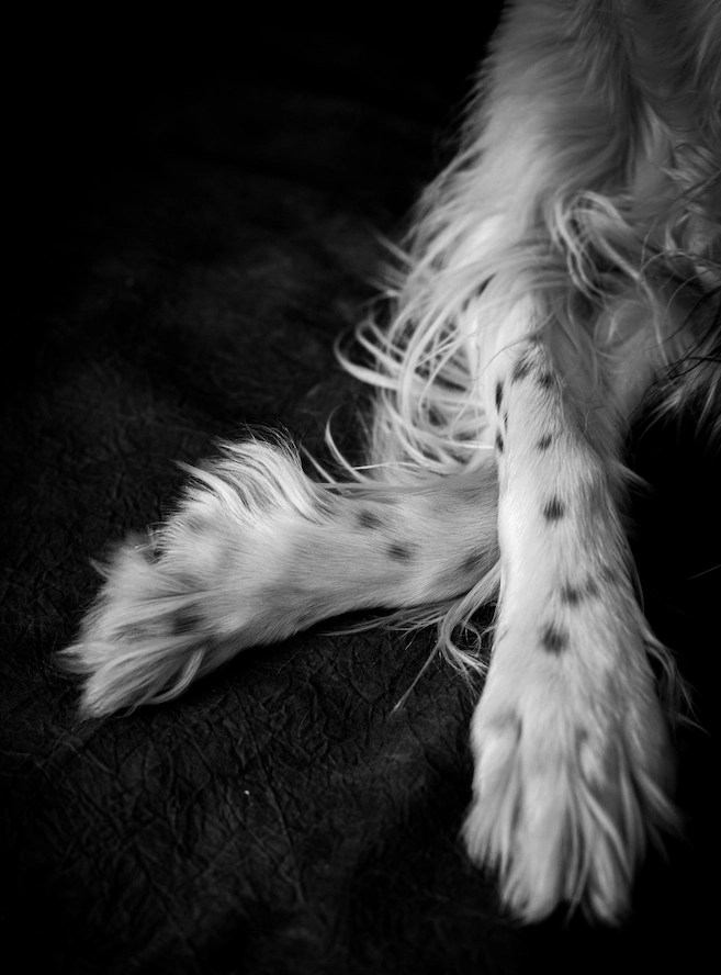 Lola pour Animus AnimA-L © Öznur Baycan, 2021